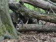 Prápor podpory velenia na intenzívnom výcviku